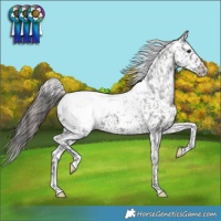 Horse Color:Black Appaloosa 