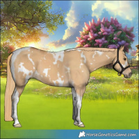 Horse Color:White Spotted Red Dun Tobiano 