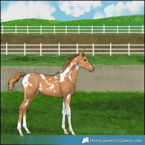 Horse Color:White Spotted Chestnut Tobiano 