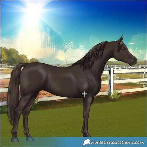 Horse Color:Liver Chestnut 