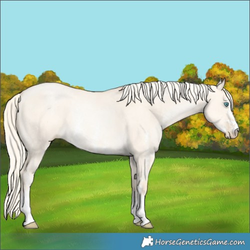 Horse Color:Gold Cream Champagne Pearl Dun Sabino 