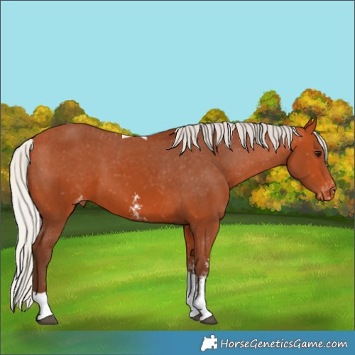 Horse Color:Silver Bay Sabino Tobiano Appaloosa Rabicano 