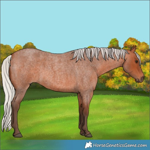 Horse Color:Silver Bay Roan 