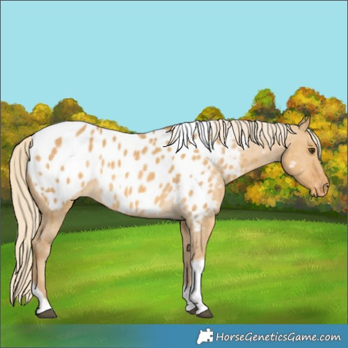 Horse Color:Palomino Dun Tobiano Appaloosa 
