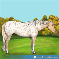 Horse Color:Palomino Dun Tobiano Blanket 