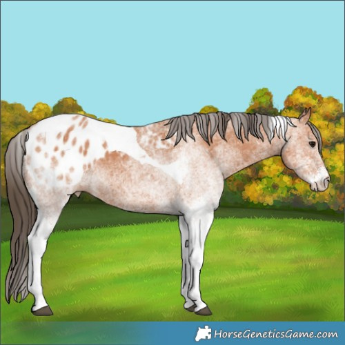 Horse Color:White Spotted Bay Tobiano Appaloosa Rabicano