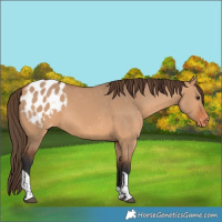 Horse Color:Bay Dun Tobiano Blanket 