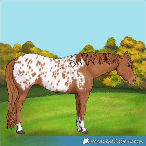 Horse Color:Chestnut Tobiano Appaloosa 