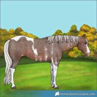 Horse Color:Silver Bay Sabino Tobiano Varnish 