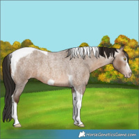 Horse Color:Gray Amber Champagne Roan Tobiano Frame Appaloosa 