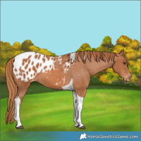 Horse Color:Chestnut Tobiano Blanket 
