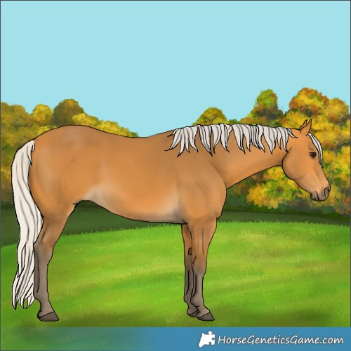 Horse Color:Silver Buckskin