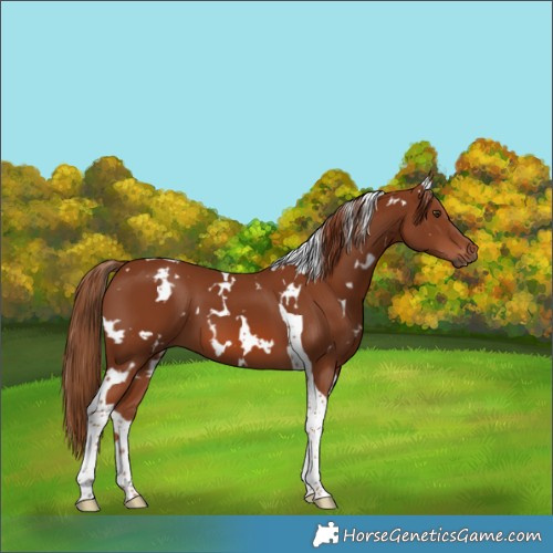 Horse Color:White Spotted Chestnut Tobiano 
