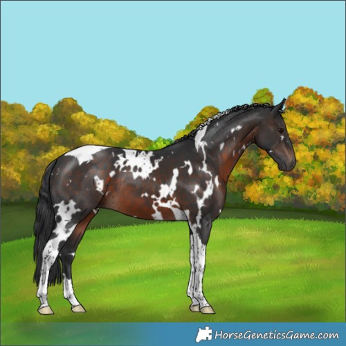 Horse Color:White Spotted Brown Mushroom Tobiano 