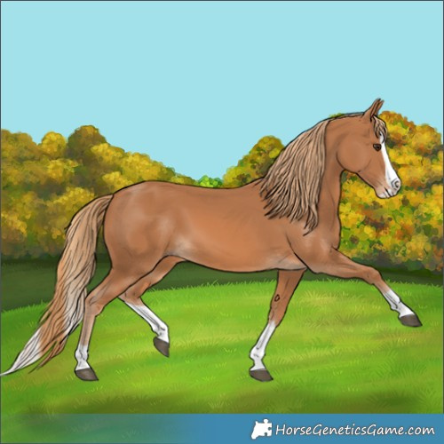 Horse Color:Chestnut Splash