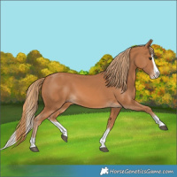 Horse Color:Chestnut Splash
