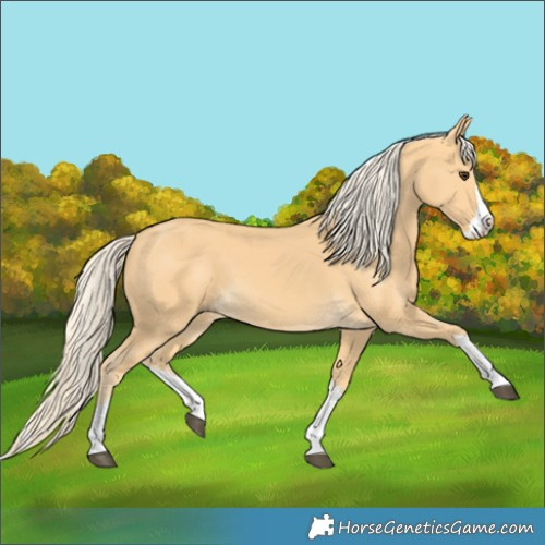 Horse Color:Palomino Splash 