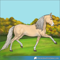 Horse Color:Palomino Splash 
