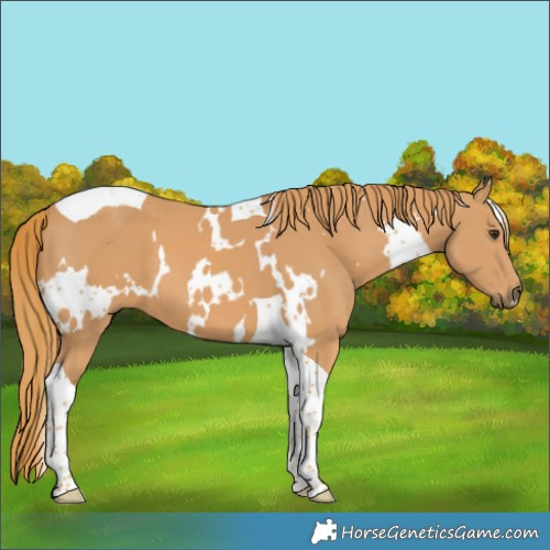Horse Color:White Spotted Chestnut Tobiano 