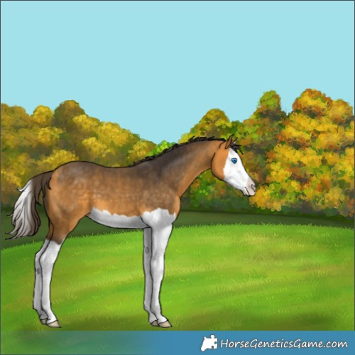 Horse Color:Buckskin Splash