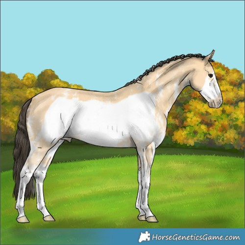Horse Color:Buckskin Sabino Frame 
