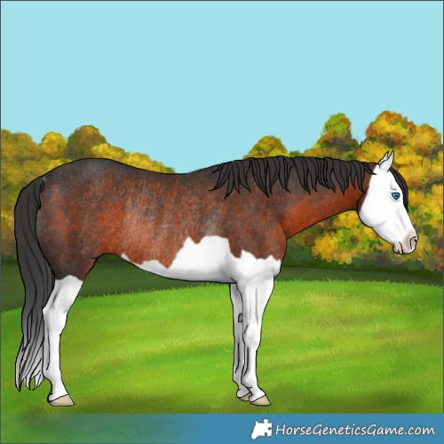 Horse Color:Brown Splash Rabicano 
