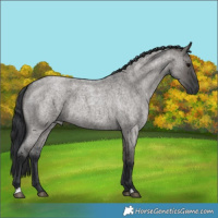 Horse Color:Grullo Roan 