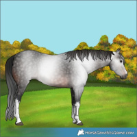 Horse Color:Gray White Spotted Brown