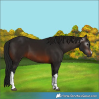 Horse Color:Gray White Spotted Brown