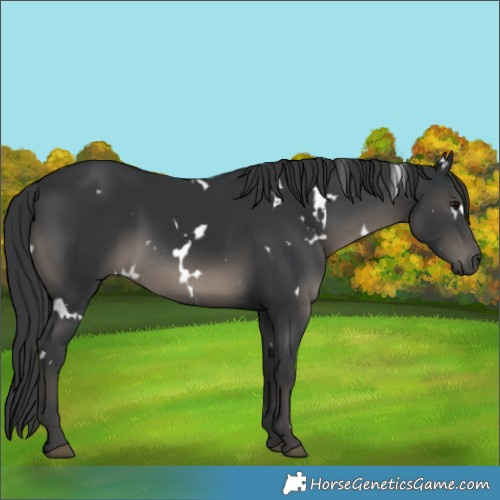 Horse Color:White Spotted Black 