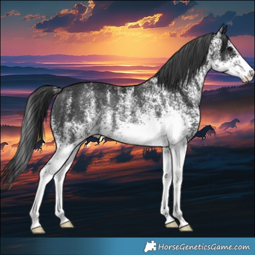 Horse Color:White Spotted Black Rabicano 
