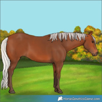 Horse Color:Silver Bay 