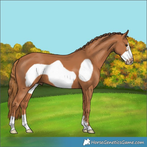 Horse Color:Chestnut Frame 