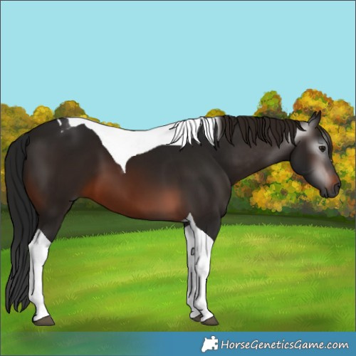 Horse Color:Gray Brown Tobiano