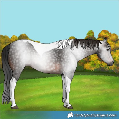 Horse Color:Gray Brown Tobiano