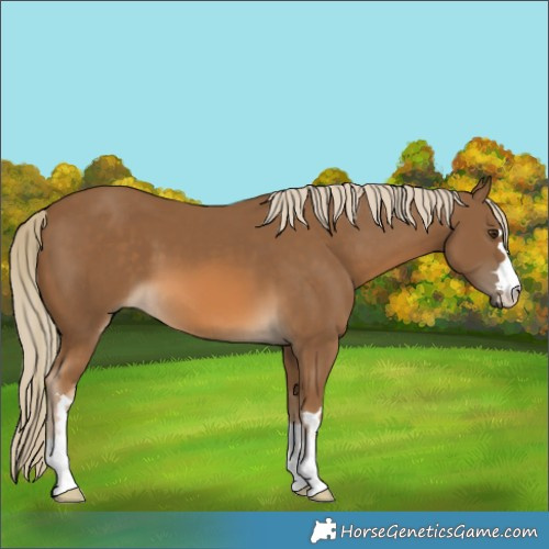 Horse Color:Chocolate Palomino 