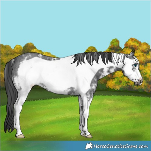 Horse Color:Black Sabino Frame Rabicano