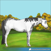 Horse Color:Black Sabino Frame Rabicano