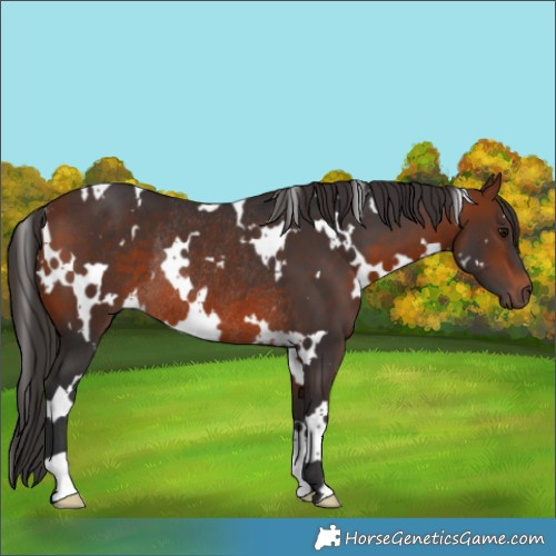 Horse Color:White Spotted Bay Rabicano