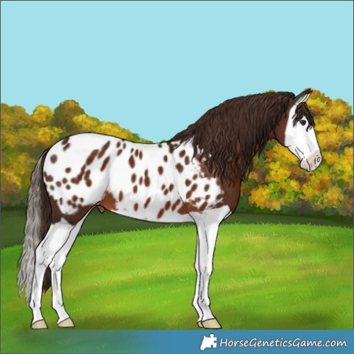 Horse Color:Liver Chestnut Splash Appaloosa