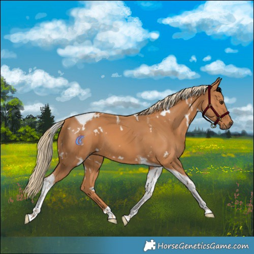 Horse Color:White Spotted Chestnut Tobiano 