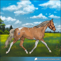 Horse Color:White Spotted Chestnut Tobiano 