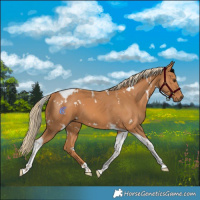 Horse Color:White Spotted Chestnut Tobiano