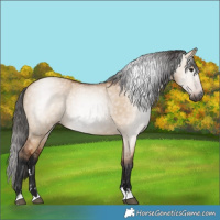 Horse Color:Gray Bay Dun 
