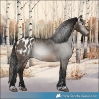 Horse Color:Gray Brown Dun Appaloosa 