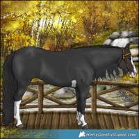Horse Color:Black Splash Tobiano