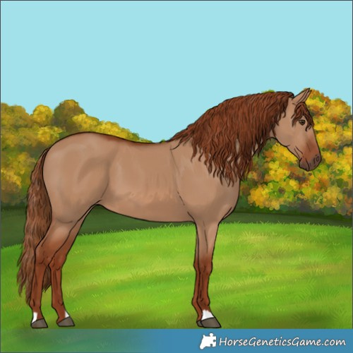 Horse Color:Red Dun 