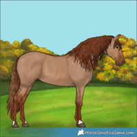 Horse Color:Red Dun