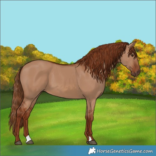 Horse Color:Red Dun 