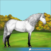 Horse Color:Gray White Spotted Grullo Tobiano 